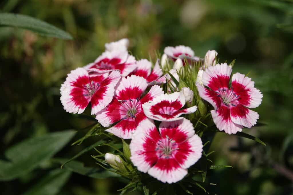 Images illustratives des fleurs à Villefranche-sur-Mer
