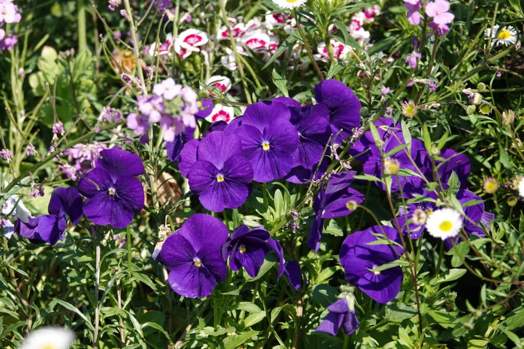 Images illustratives des fleurs à Villefranche-sur-Mer qui ont valu le label "Villes et Villages fleuris"