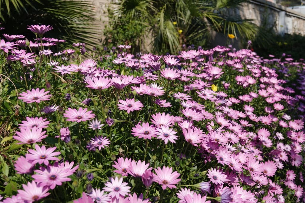 Images illustratives des fleurs à Villefranche-sur-Mer