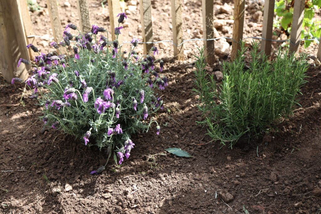 Lavande et romarin fraichement planté dans le jardin Narvik.
