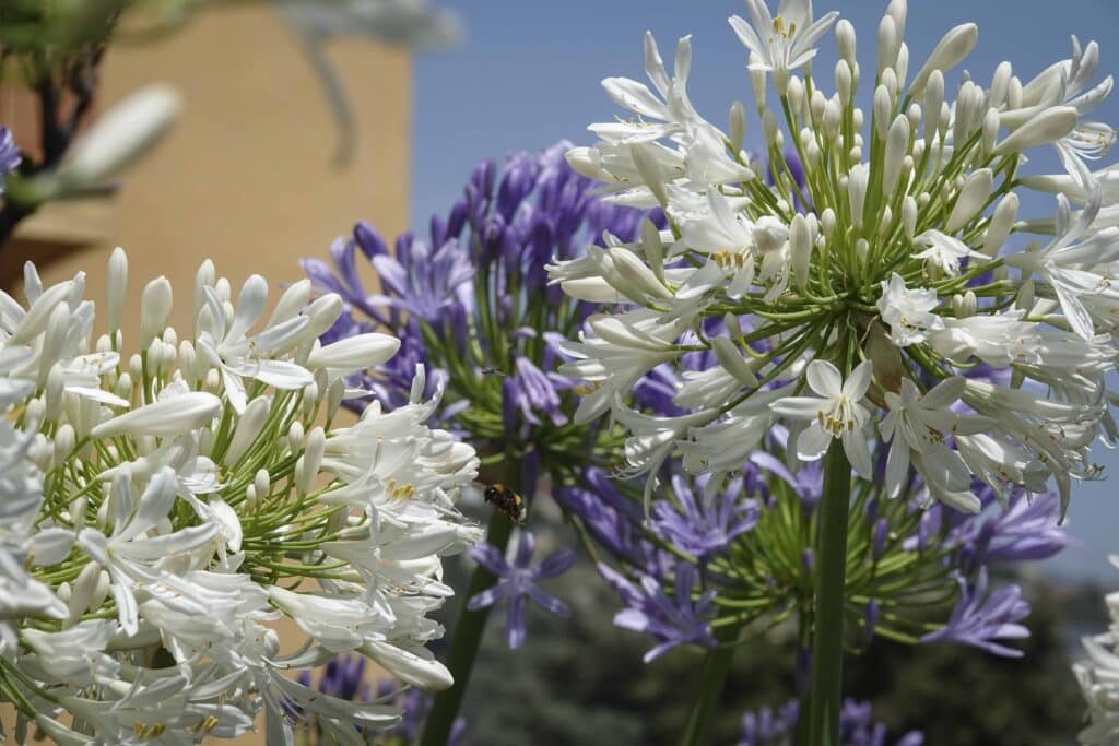 Images illustratives des fleurs à Villefranche-sur-Mer