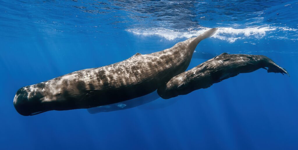Image illustrative d'une femelle cachalot et son petit, espèce de mammifère que l'on retrouve dans le Sanctuaire Pelagos