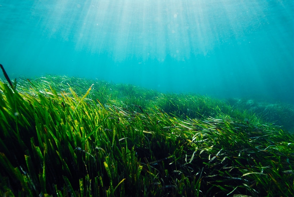 Image illustrative de la posidonie dans les fonds de la Rade de Villefranche-sur-Mer