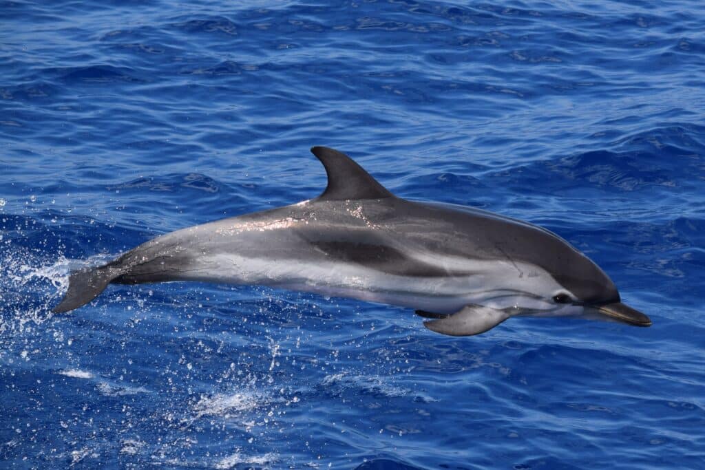 Image illustrative d'un dauphin, espèce de mammifères que l'on peut retrouver dans le Sanctuaire Pelagos