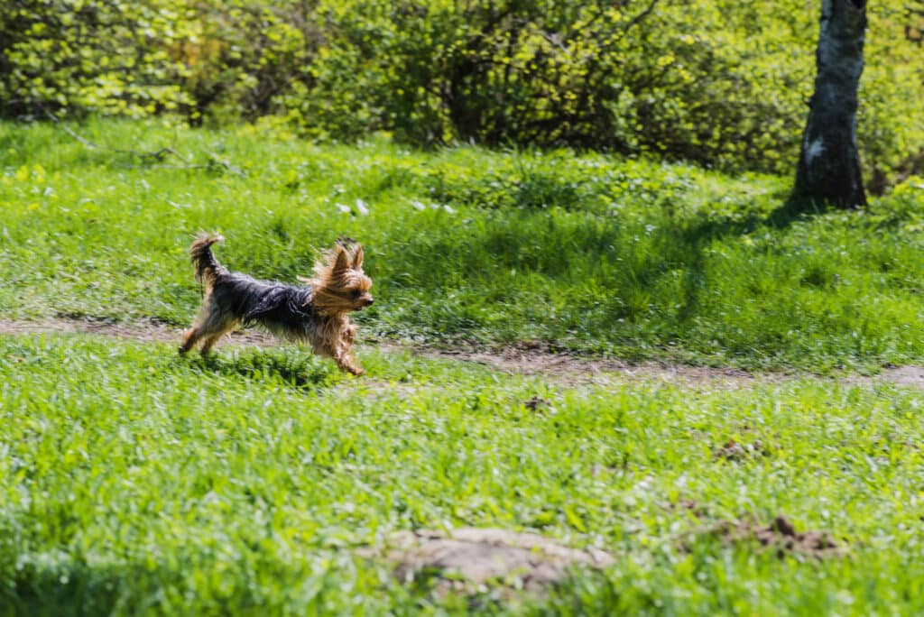 Une petit yorkshire terrier court dans l'herbe verte.