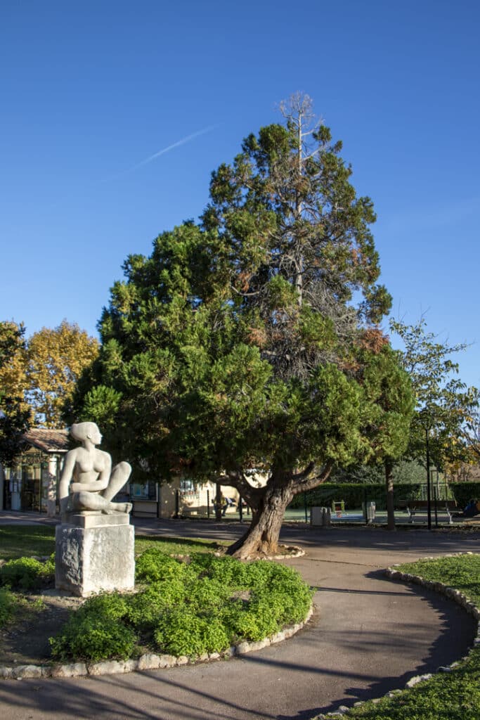 Image illustrative d'un des arbres remarquables de Villefranche-sur-Mer présent dans le jardin de Binon.
